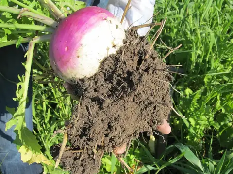 Navet cultivé dans un couvert végétal, au Montana